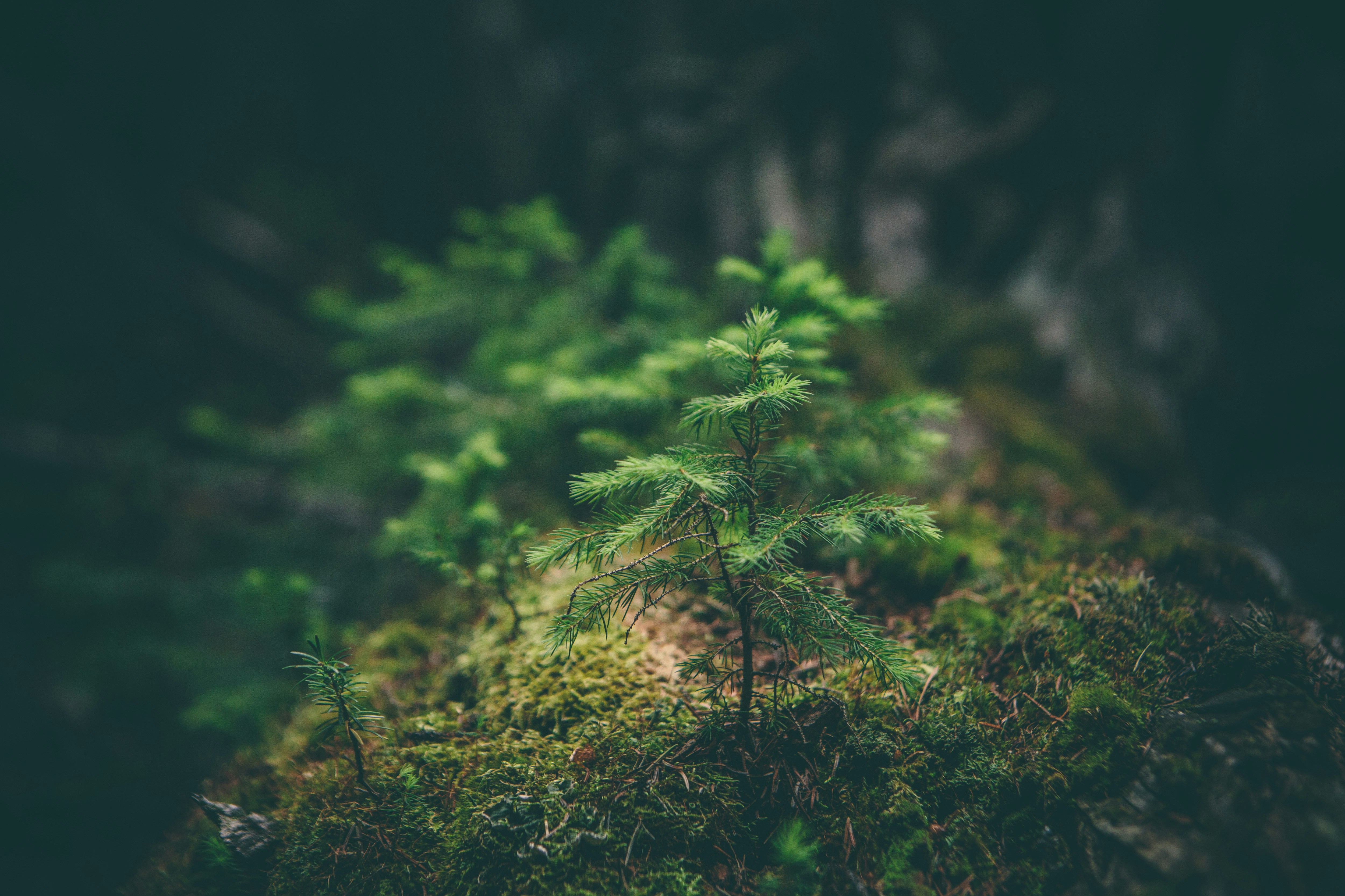 naturaleza